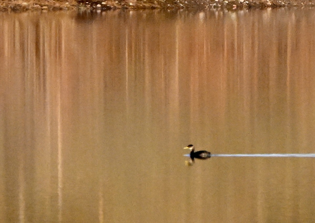 Пірникоза сірощока - ML646846554