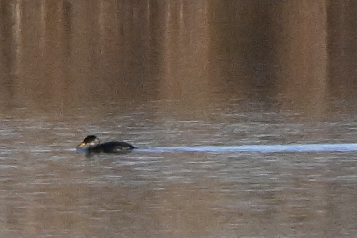 Пірникоза сірощока - ML646846555