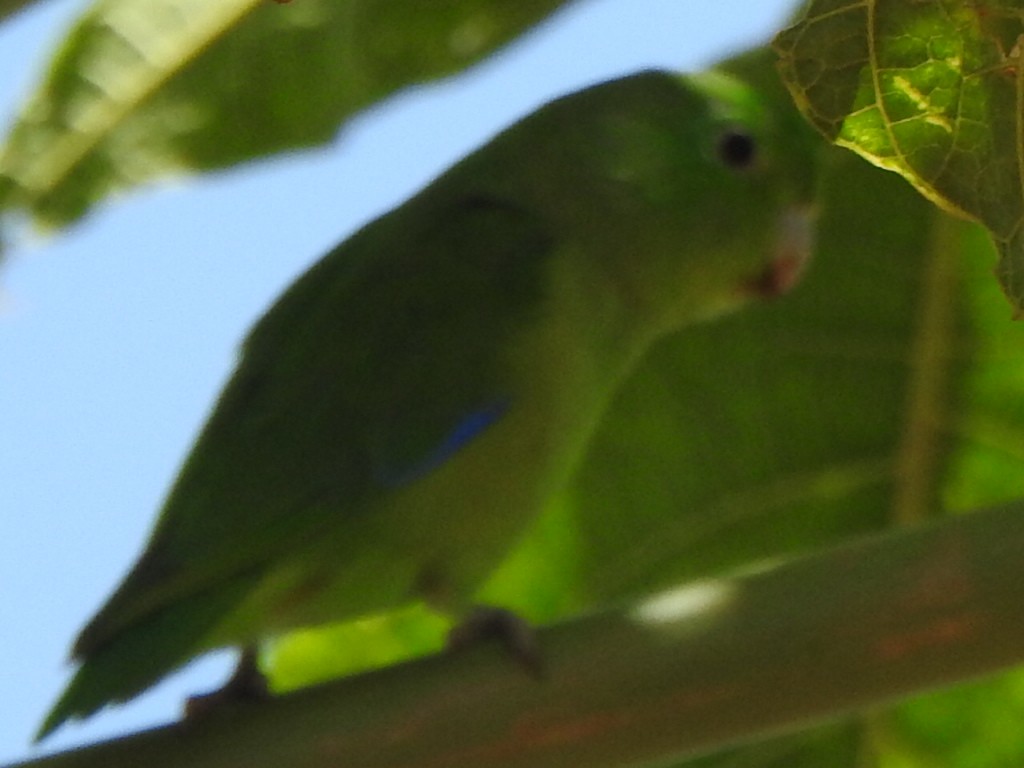 Cobalt-rumped Parrotlet - ML646846556