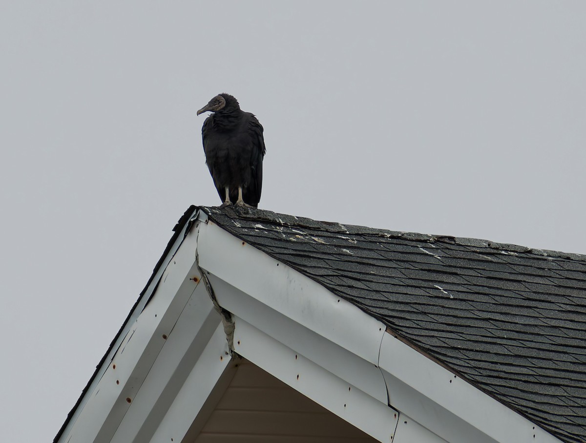 Катарта чорна - ML646846557