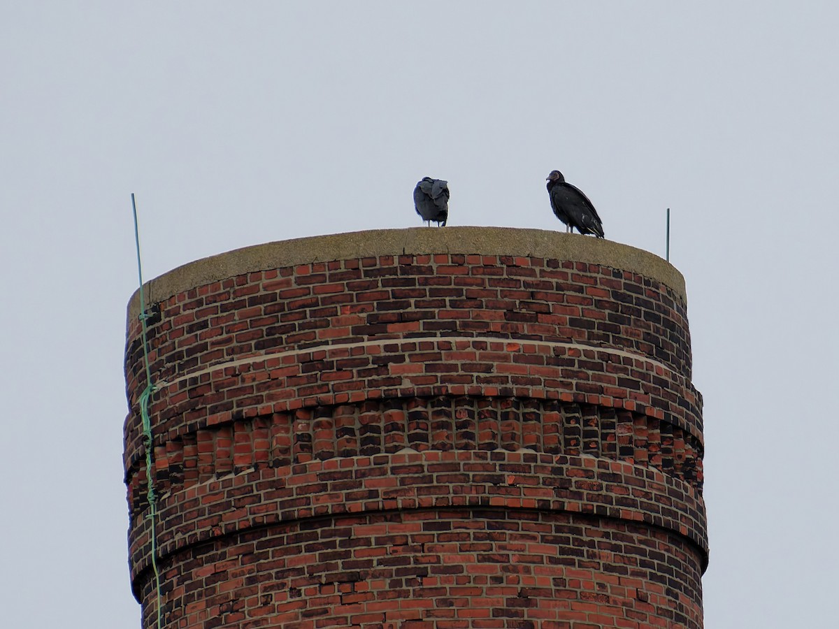 Катарта чорна - ML646846558