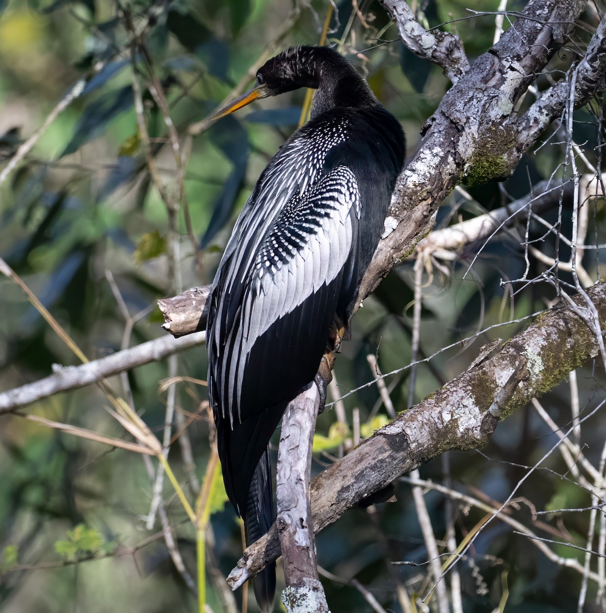 Anhinga - ML646846573