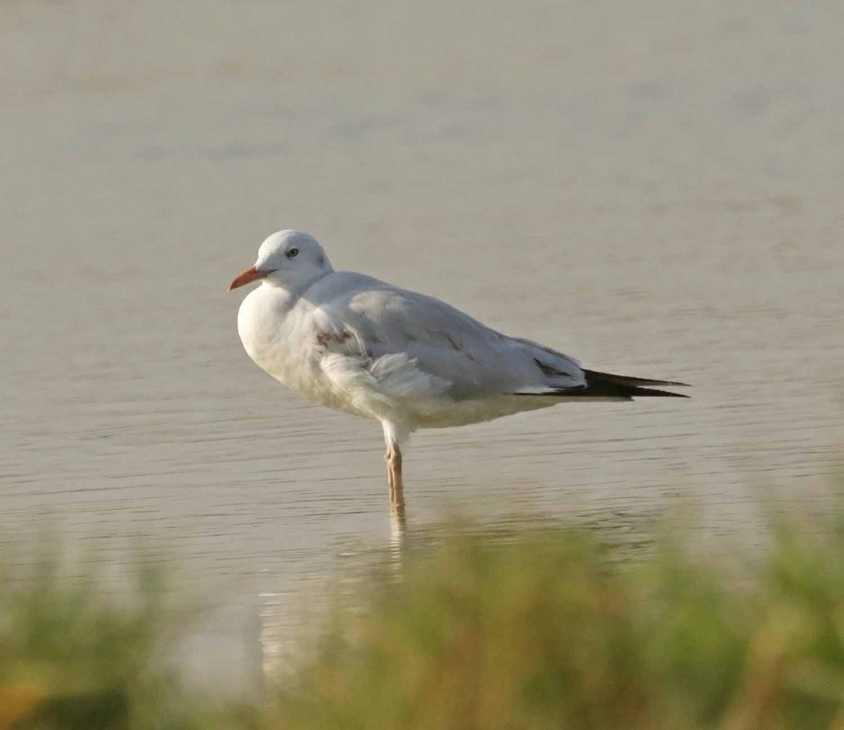 Slender-billed Gull - ML646846579