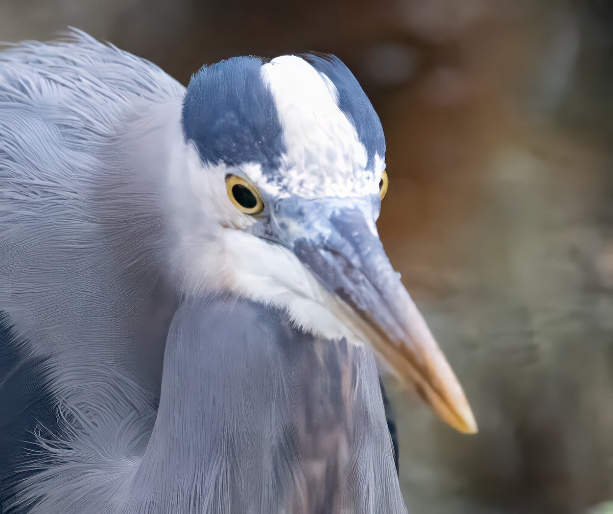 Great Blue Heron - ML646846581
