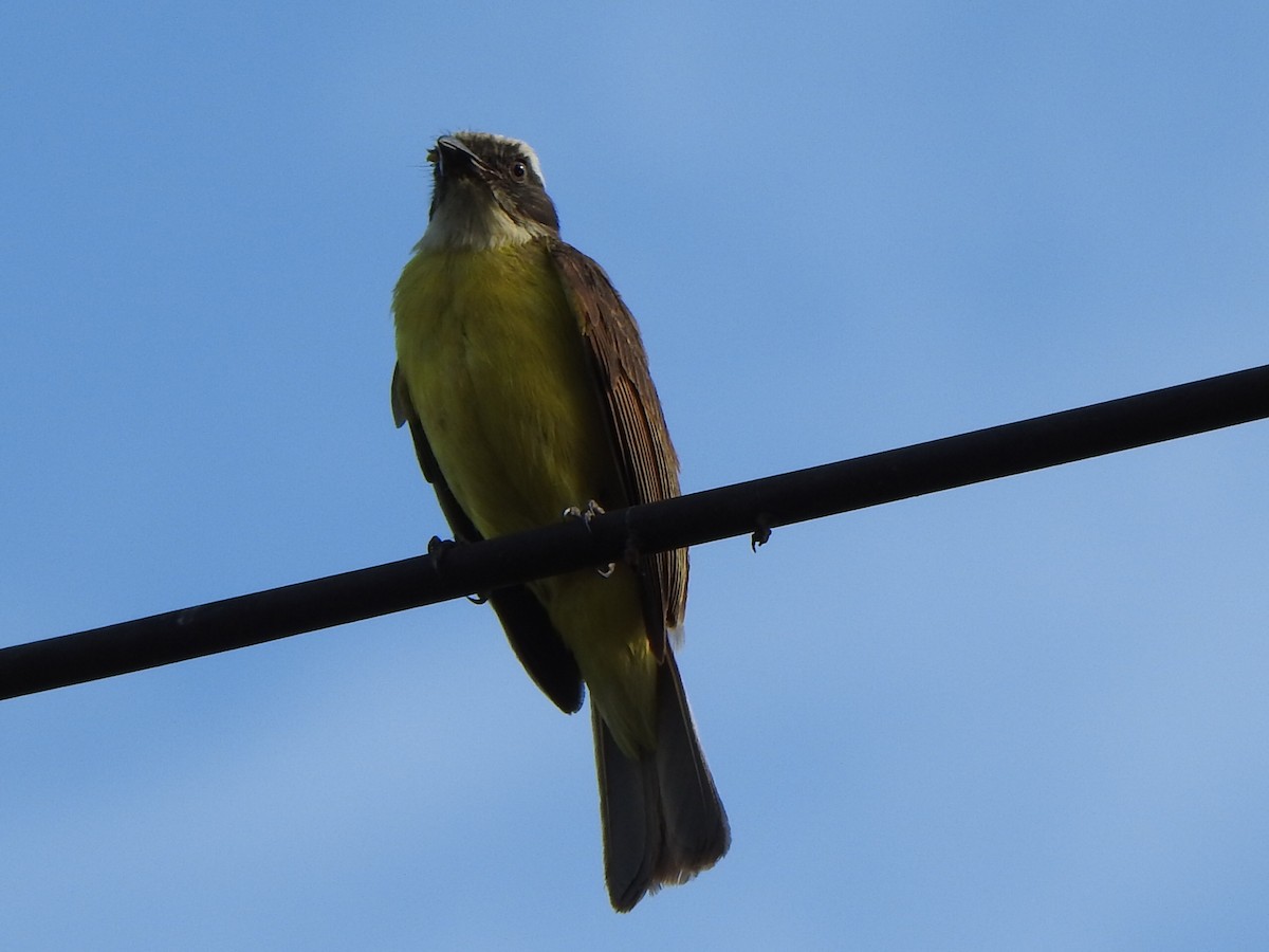 Great Kiskadee - ML646846582
