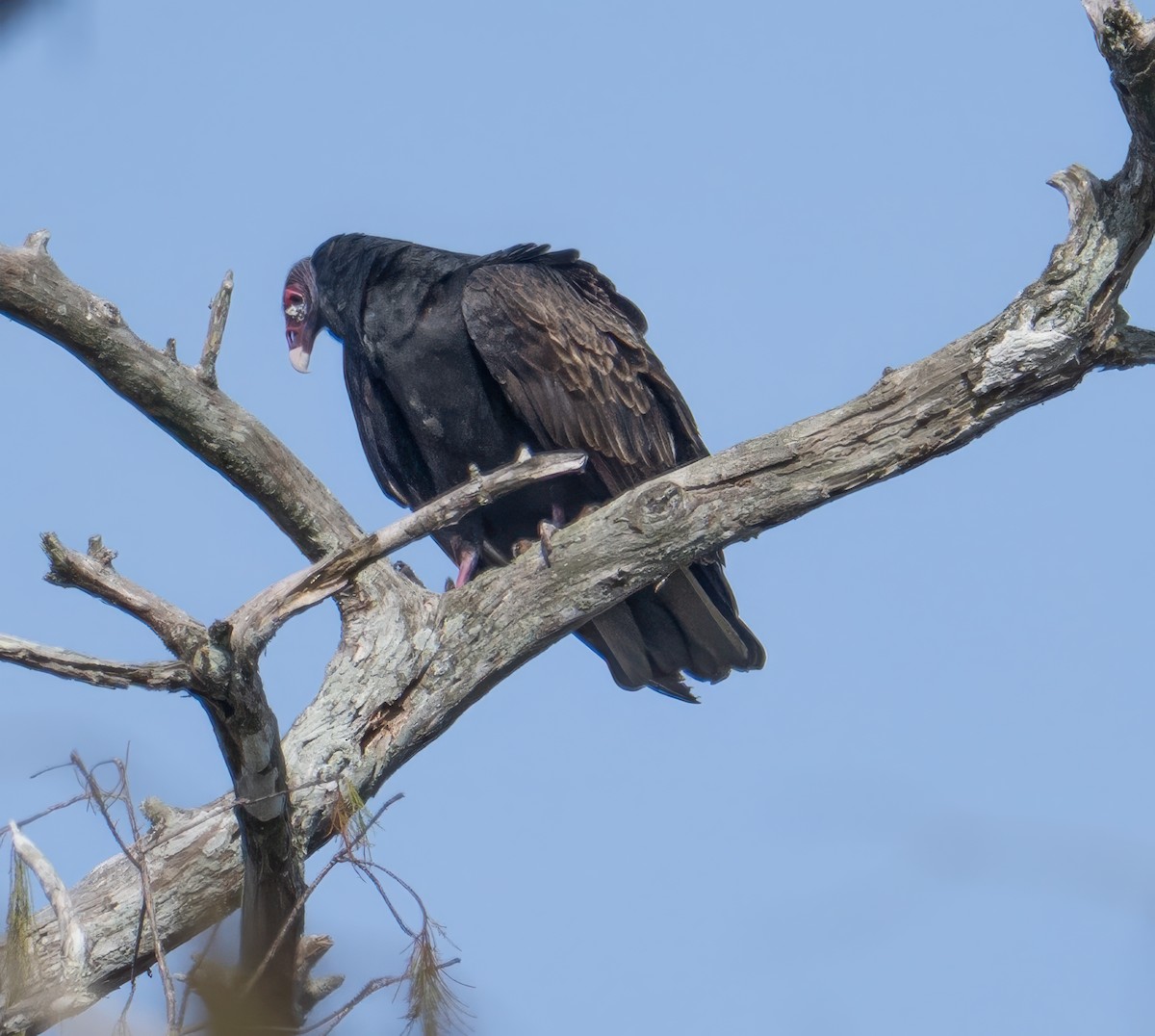 Turkey Vulture - ML646846583