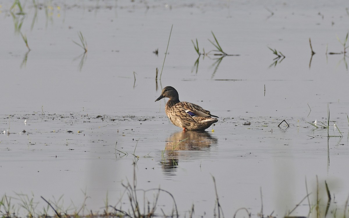 Garganey - ML646846584