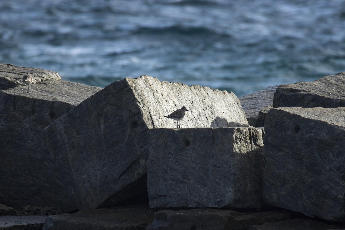 Black-bellied Plover - ML646846585
