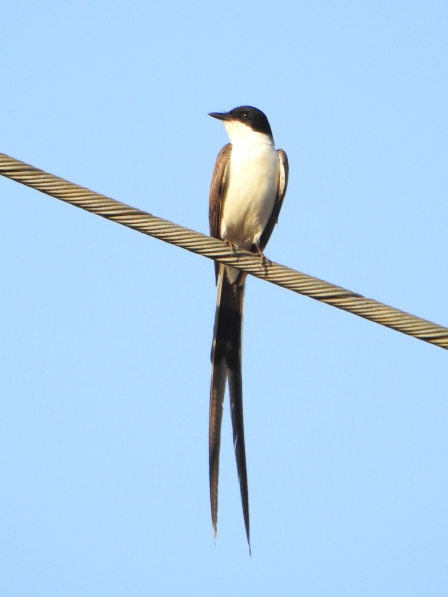 Fork-tailed Flycatcher - ML646846586