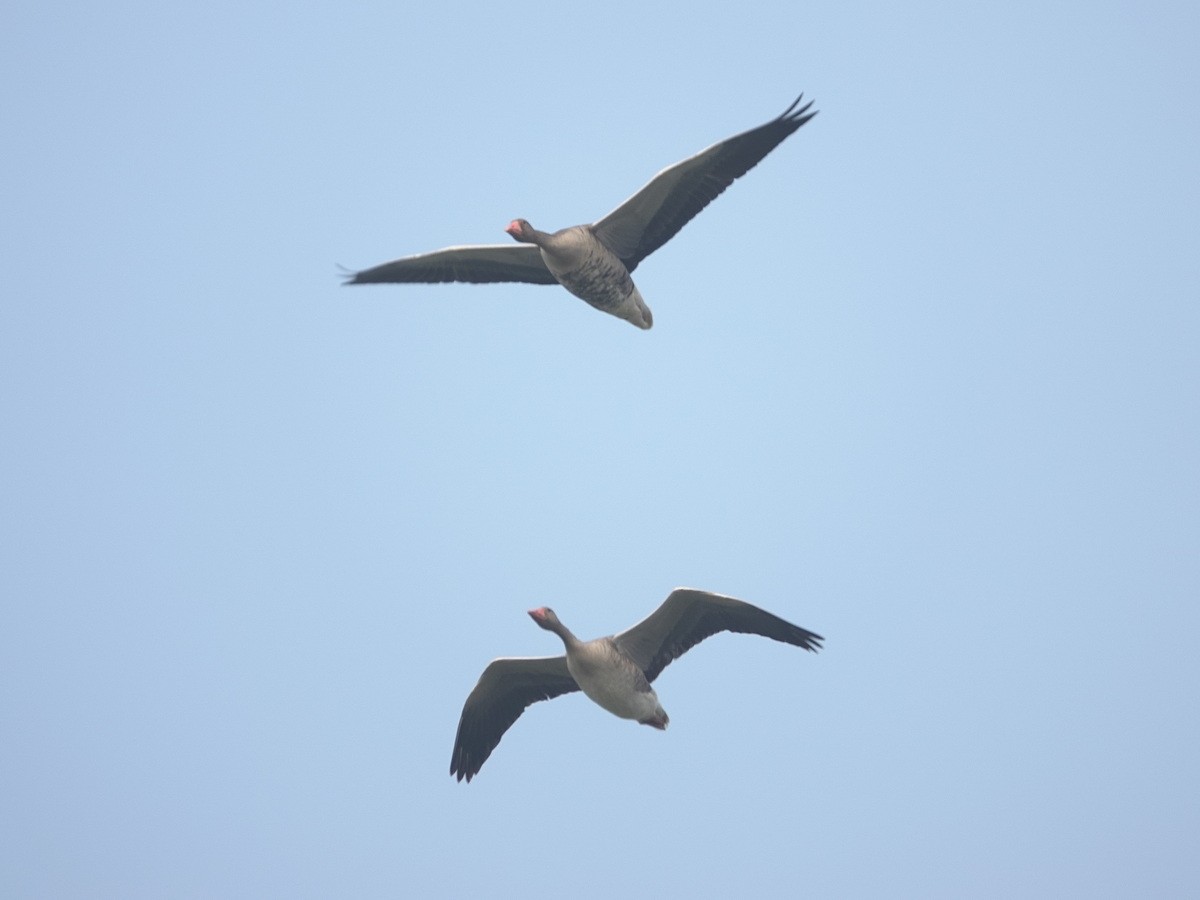 Oie cendrée - ML646846587