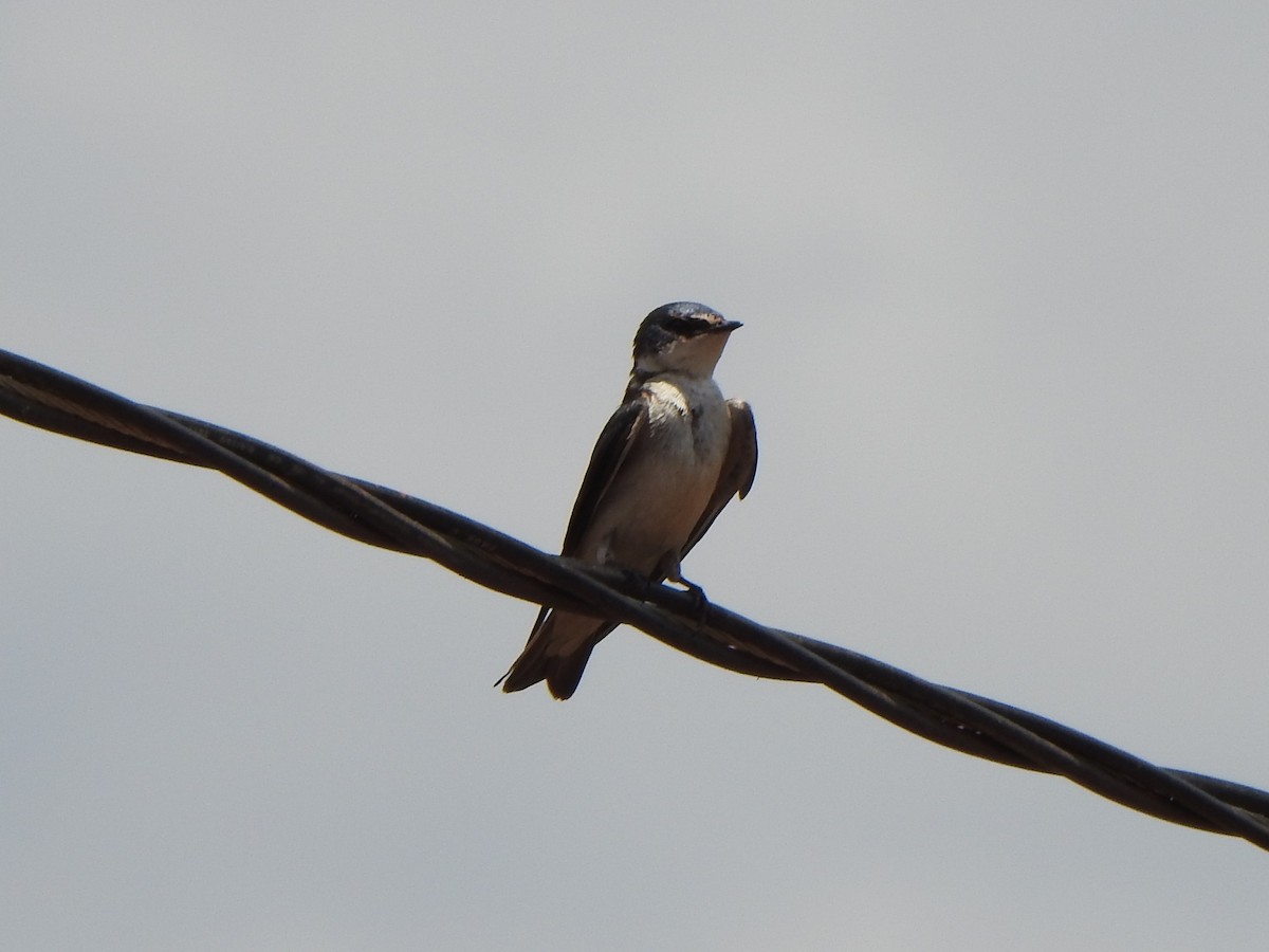 Blue-and-white Swallow - ML646846588