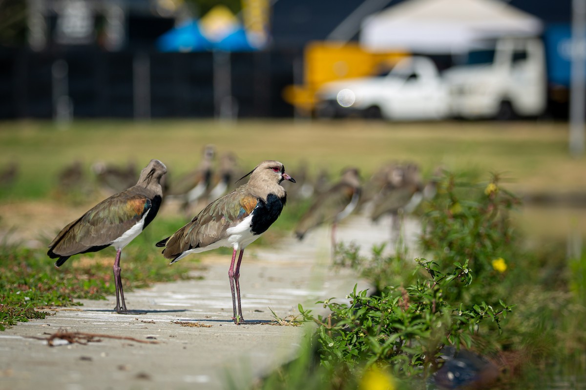 čejka jihoamerická - ML646846593