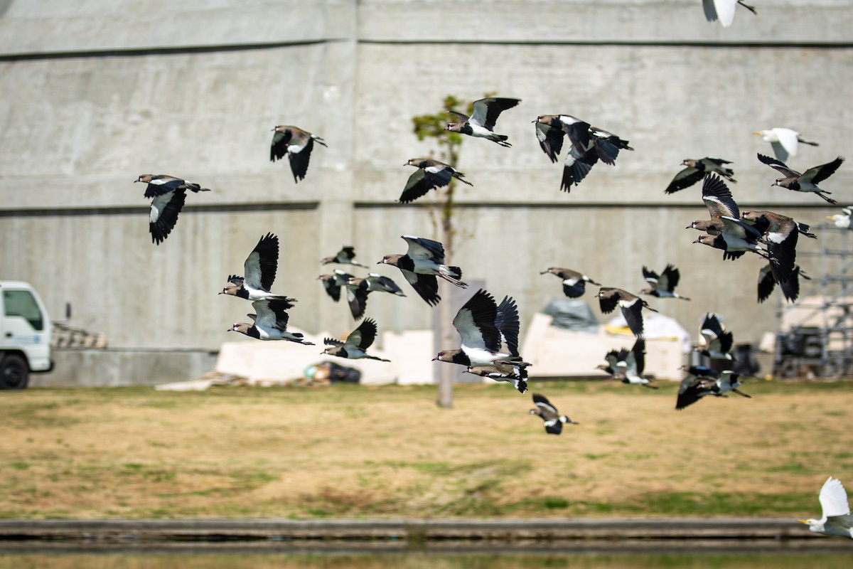 čejka jihoamerická - ML646846594