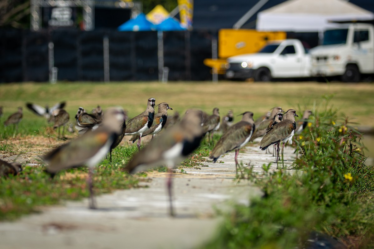 čejka jihoamerická - ML646846595