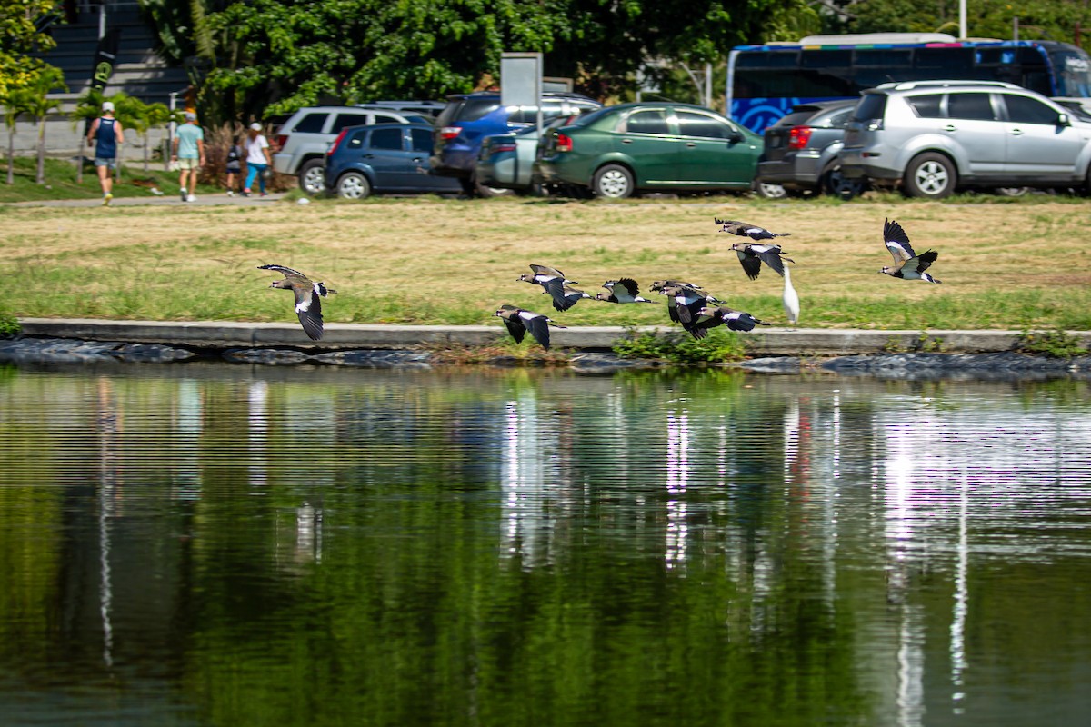 čejka jihoamerická - ML646846596