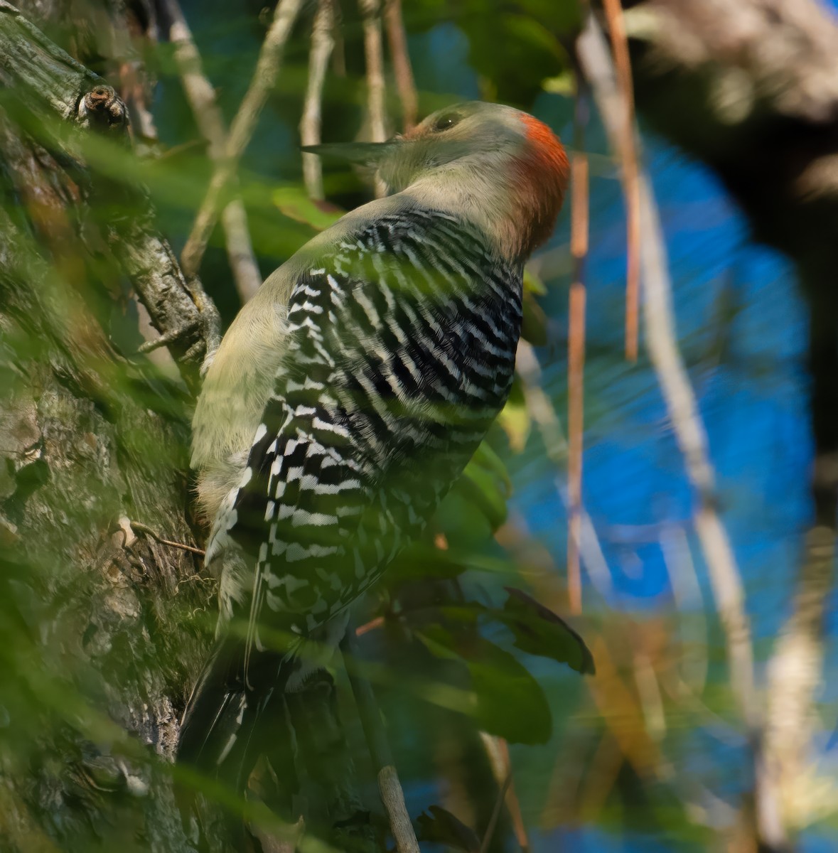 Red-bellied Woodpecker - ML646846597