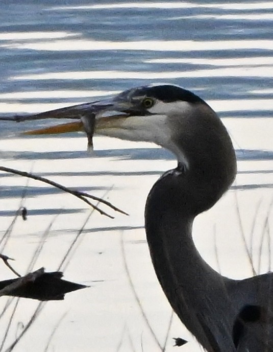 Great Blue Heron - ML646846601