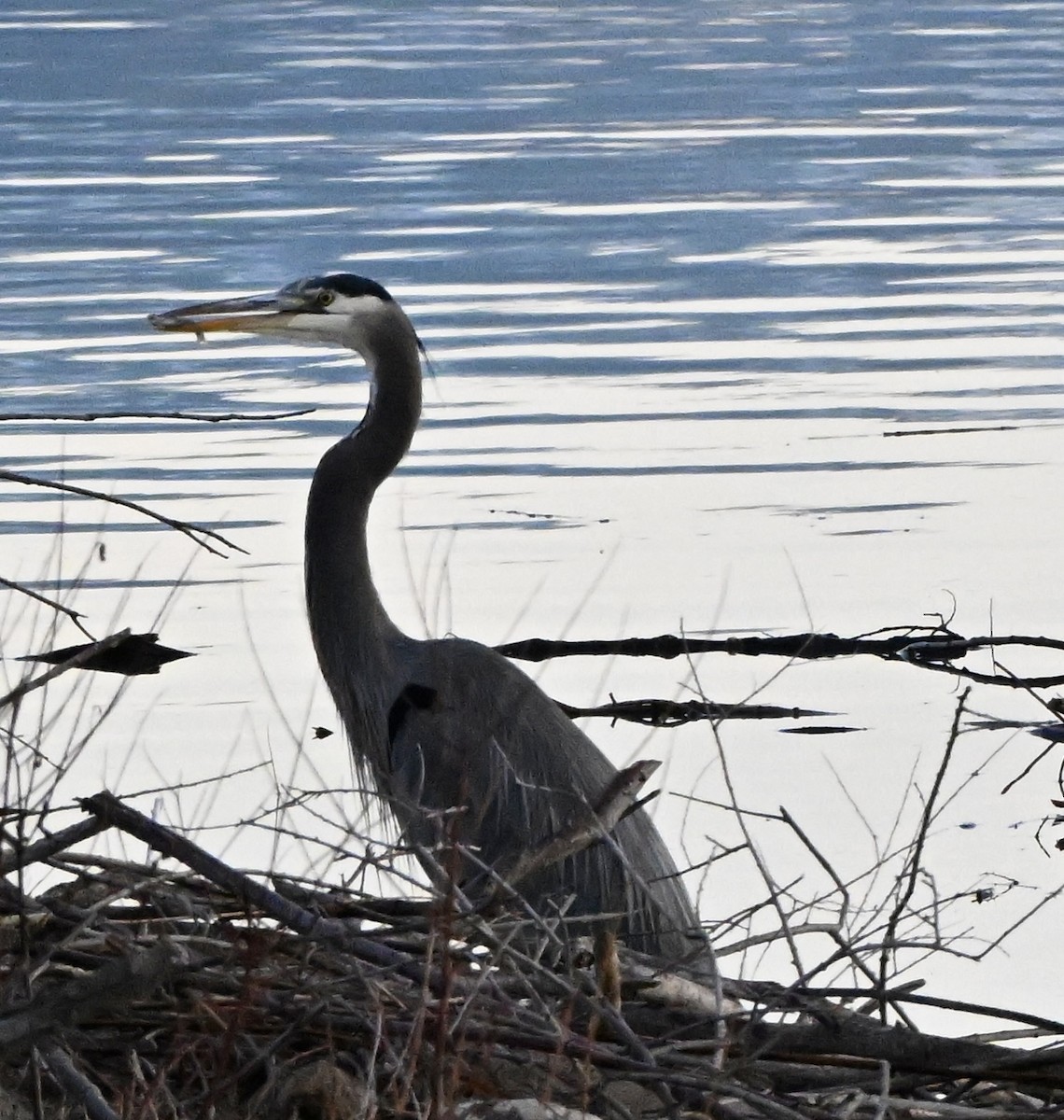 Great Blue Heron - ML646846602