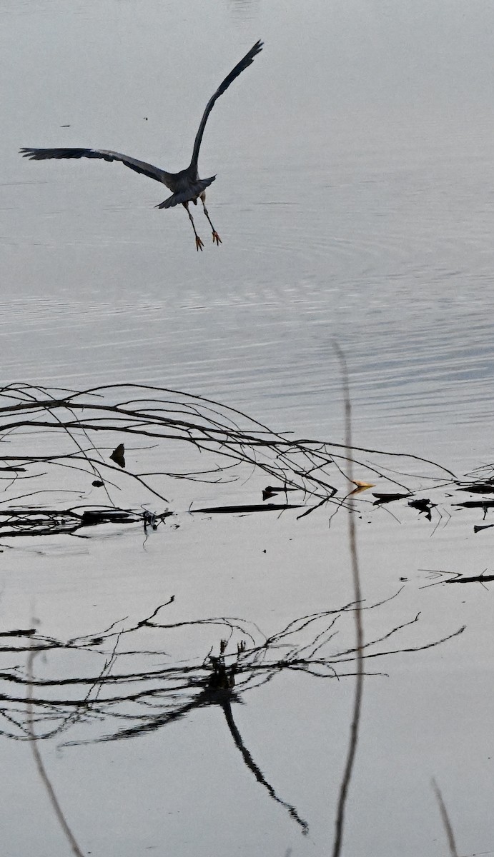 Great Blue Heron - ML646846603