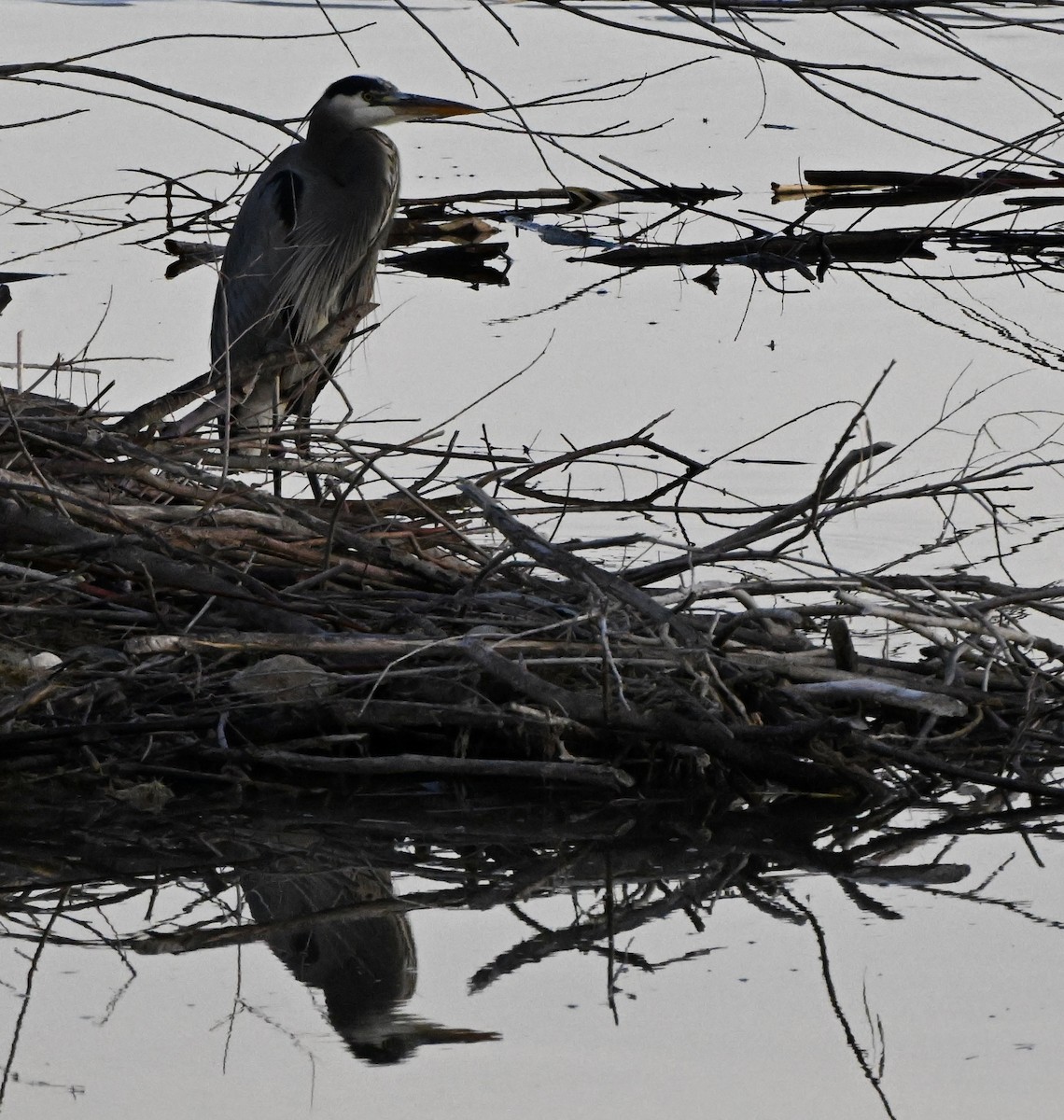 Great Blue Heron - ML646846604
