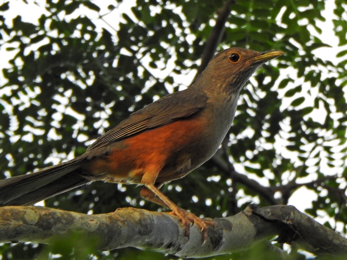 Rufous-bellied Thrush - ML646846606