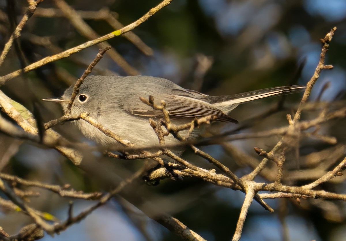 Blue-gray Gnatcatcher - ML646846620