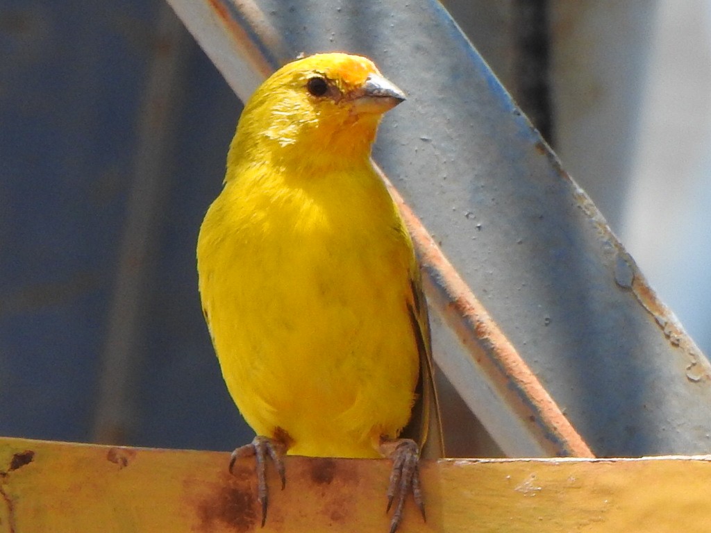 Saffron Finch - ML646846623