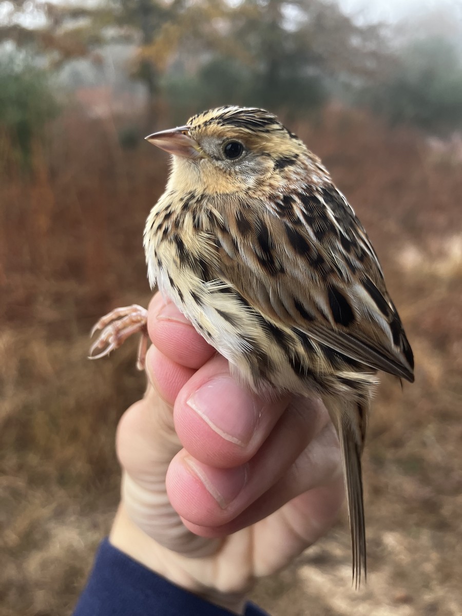 Leconte Serçesi - ML646846624