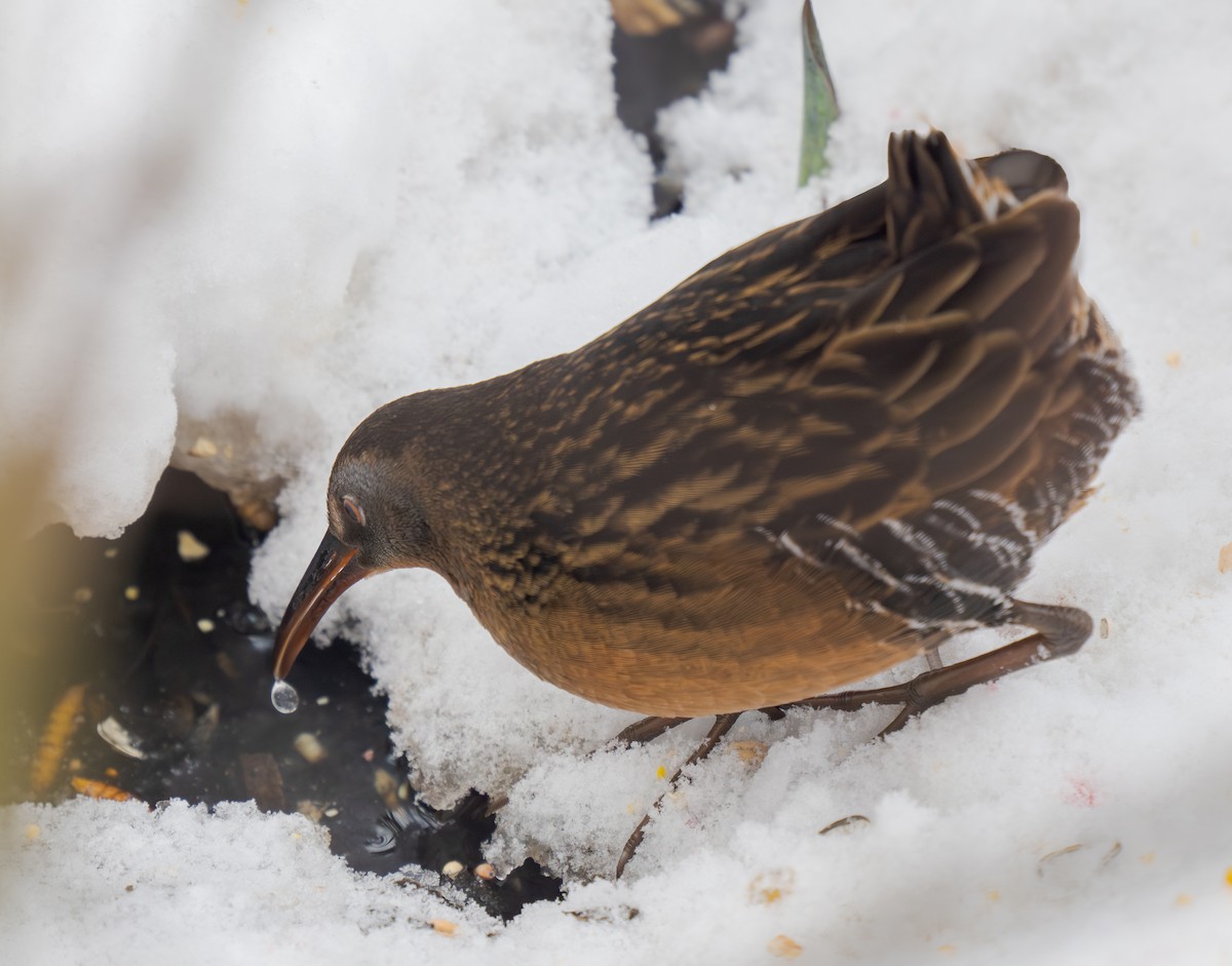 Virginia Rail - ML646846625