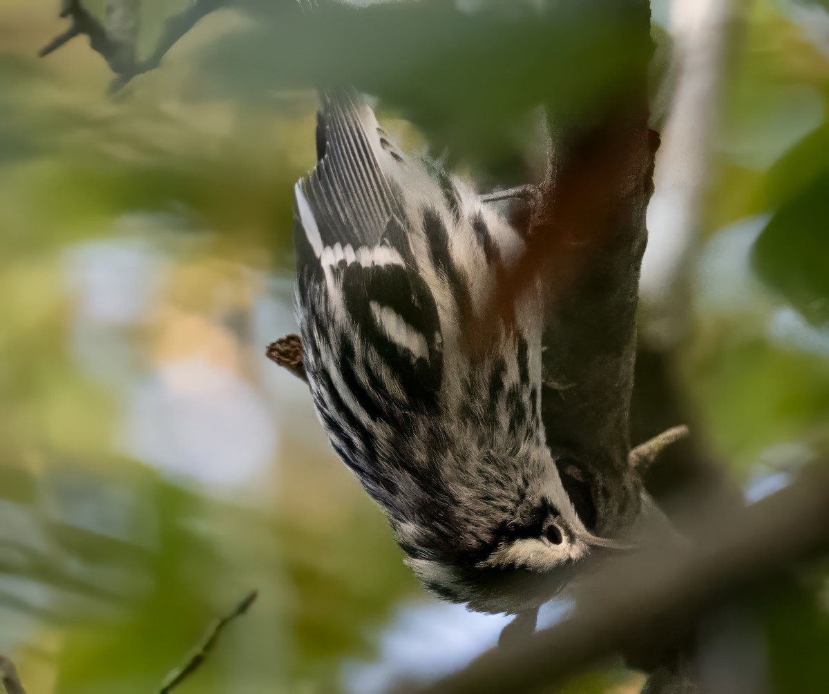 Black-and-white Warbler - ML646846630