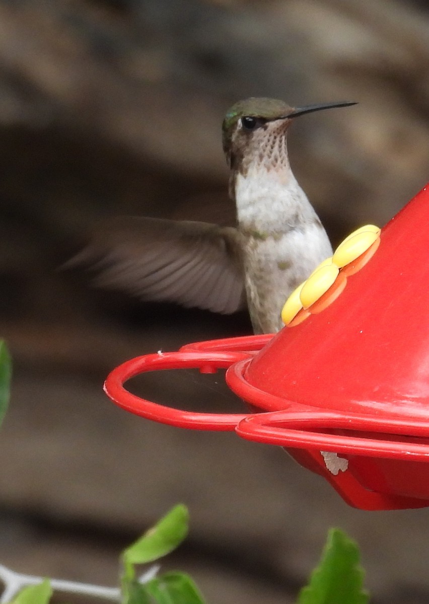 Колібрі фіолетовогорлий - ML646846633