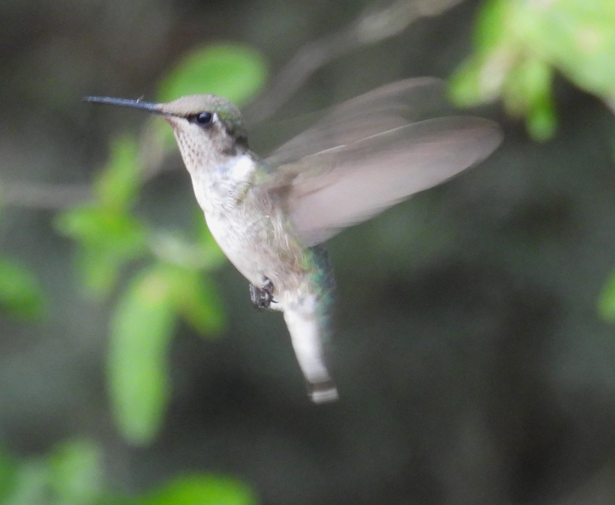 Колібрі фіолетовогорлий - ML646846634