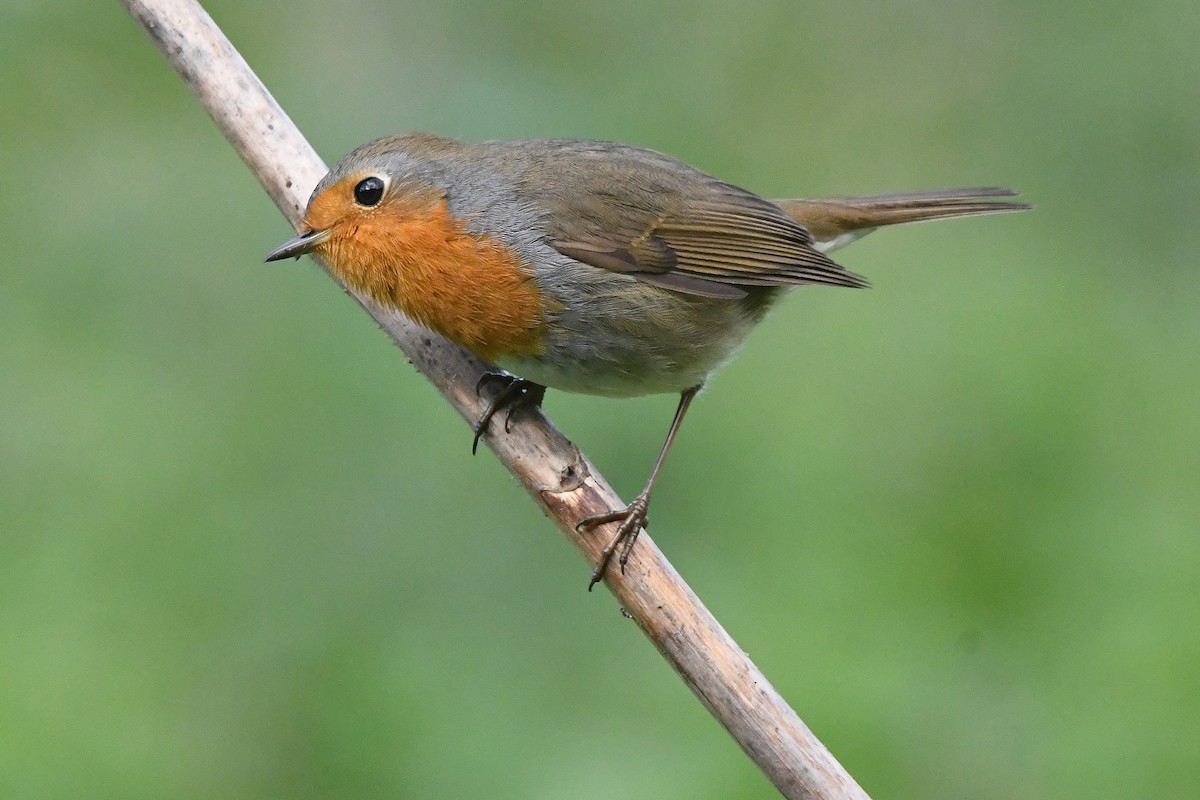 European Robin - ML646846635