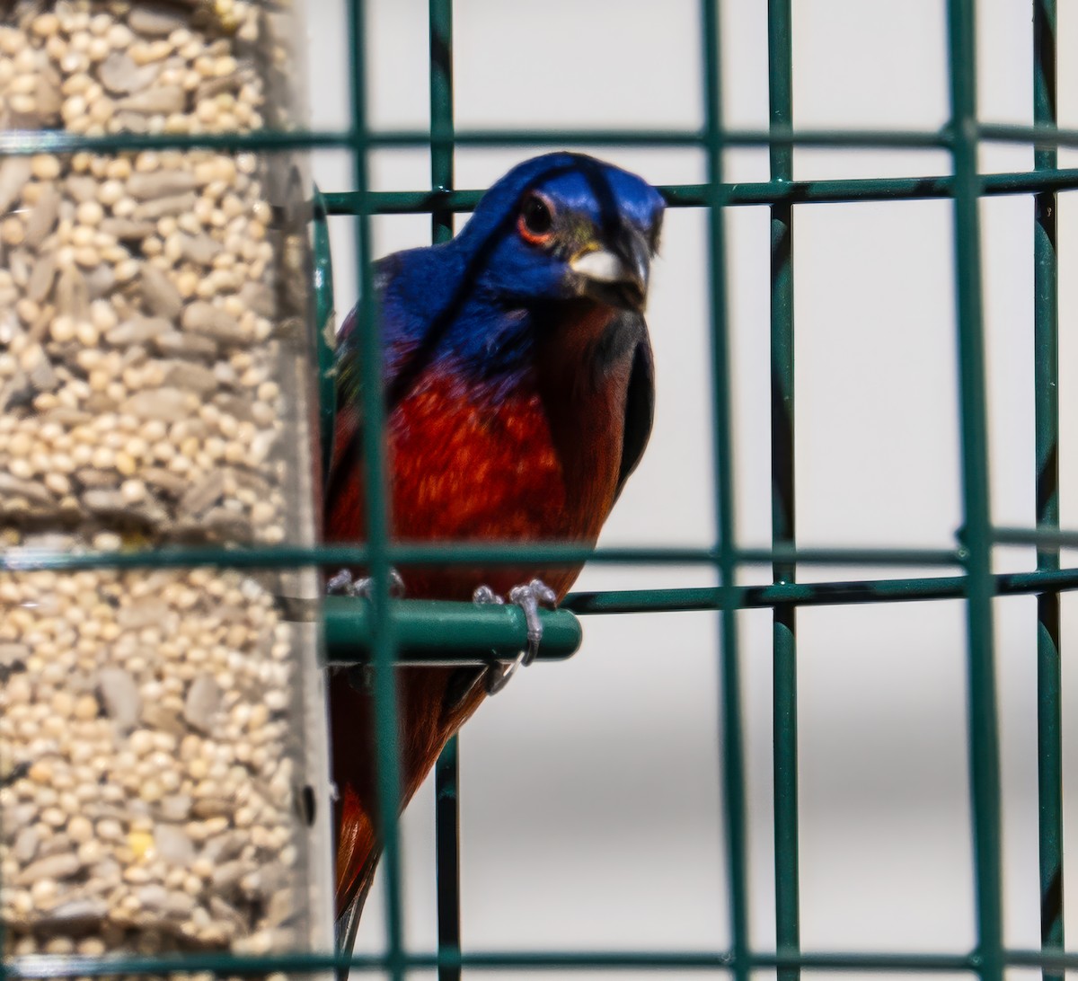 Painted Bunting - ML646846642