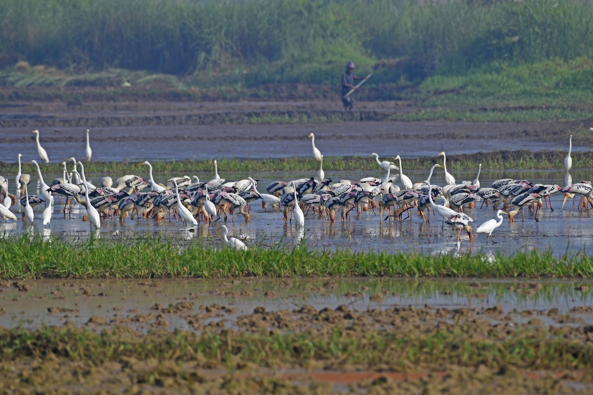 Painted Stork - ML646846643