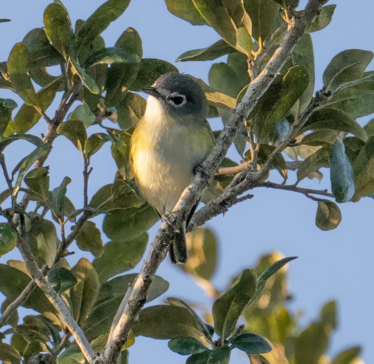 Blue-headed Vireo - ML646846648