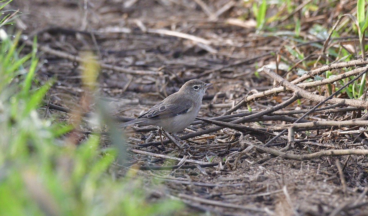 Booted Warbler - ML646846653