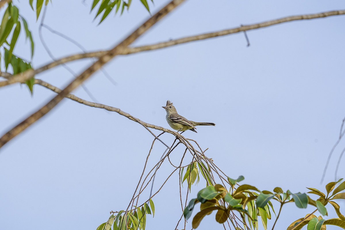 Plain-crested Elaenia - ML646846654