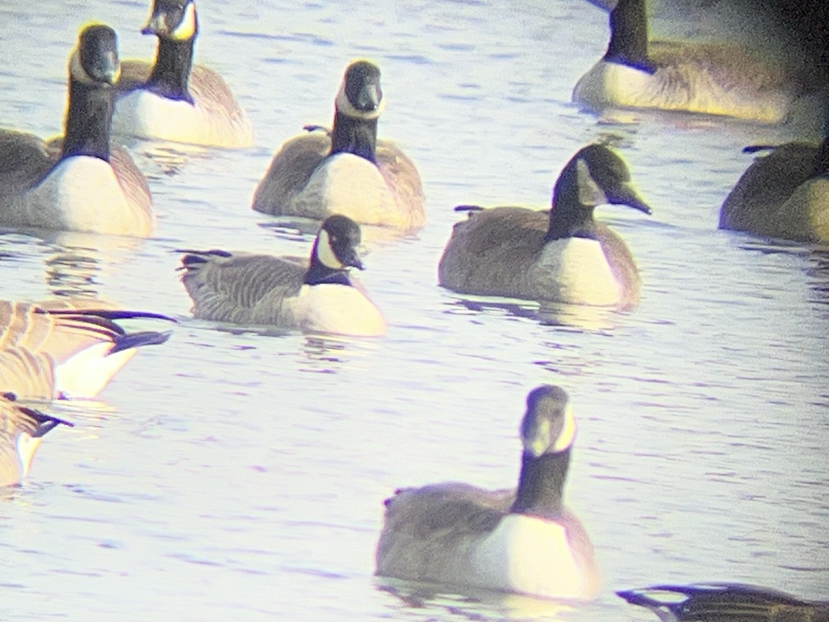 Bernache de Hutchins - ML646846655