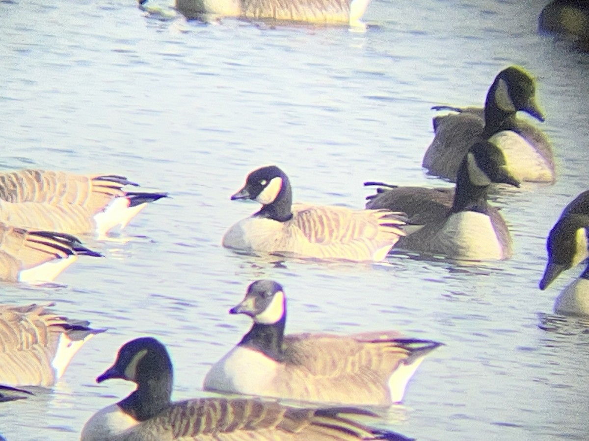 Bernache de Hutchins - ML646846656