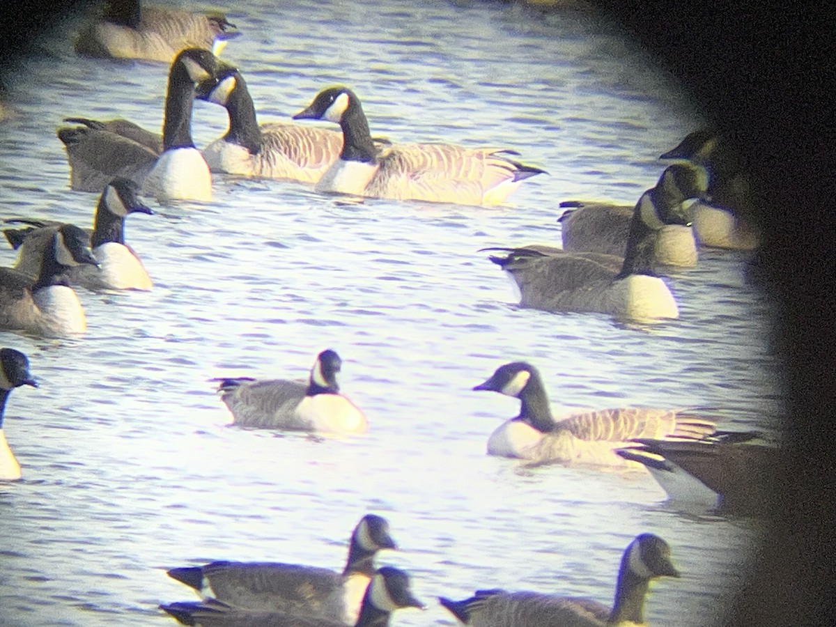 Bernache de Hutchins - ML646846657