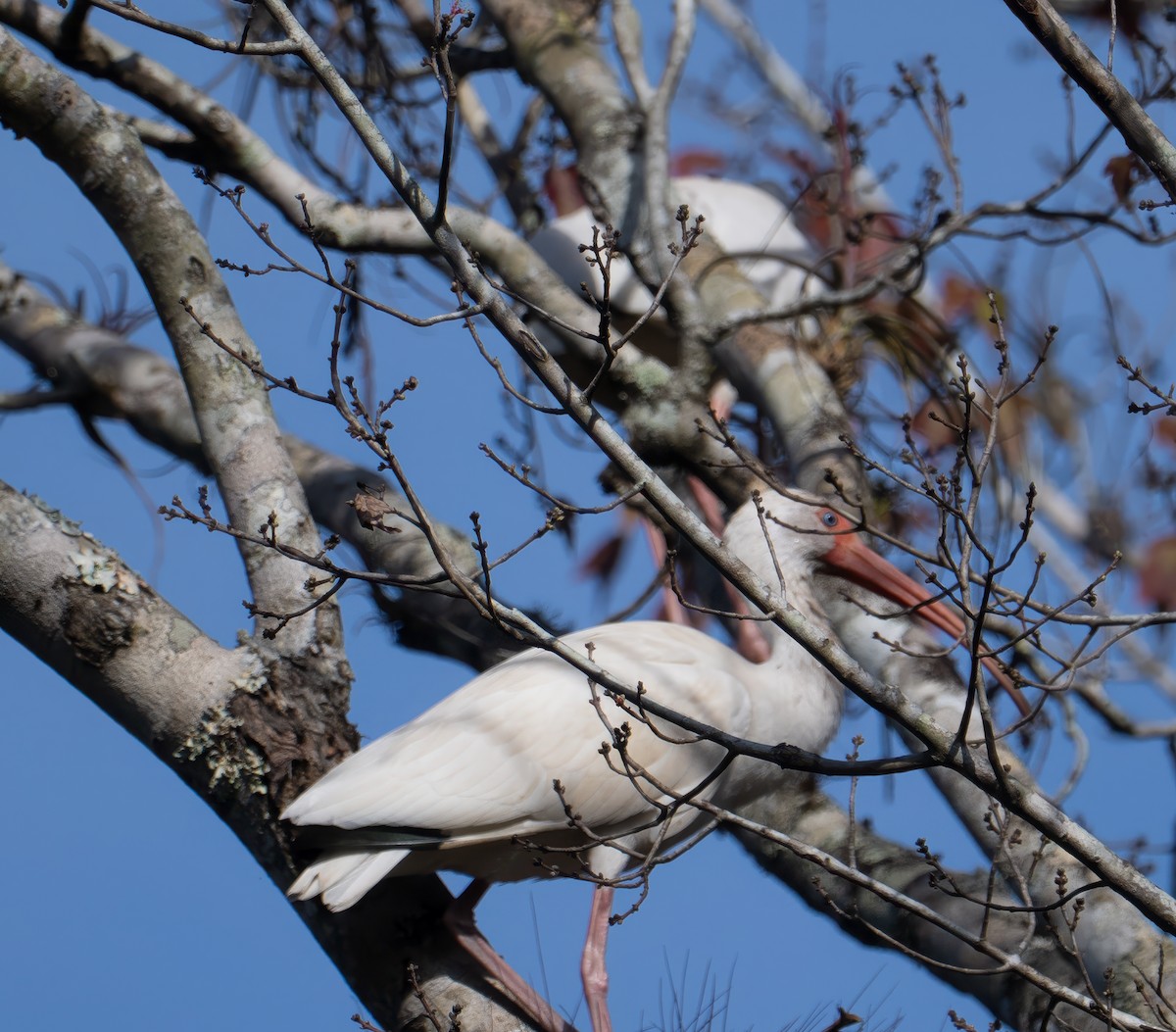 White Ibis - ML646846659