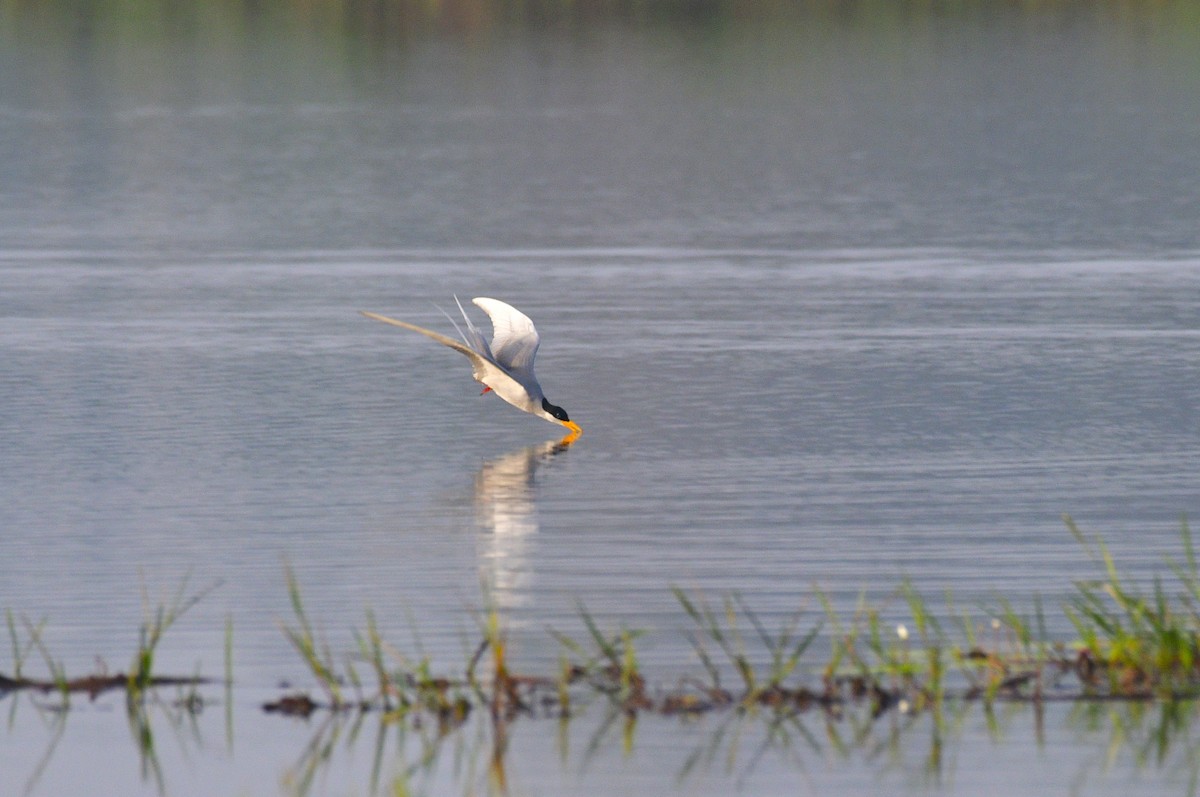 River Tern - ML646846662