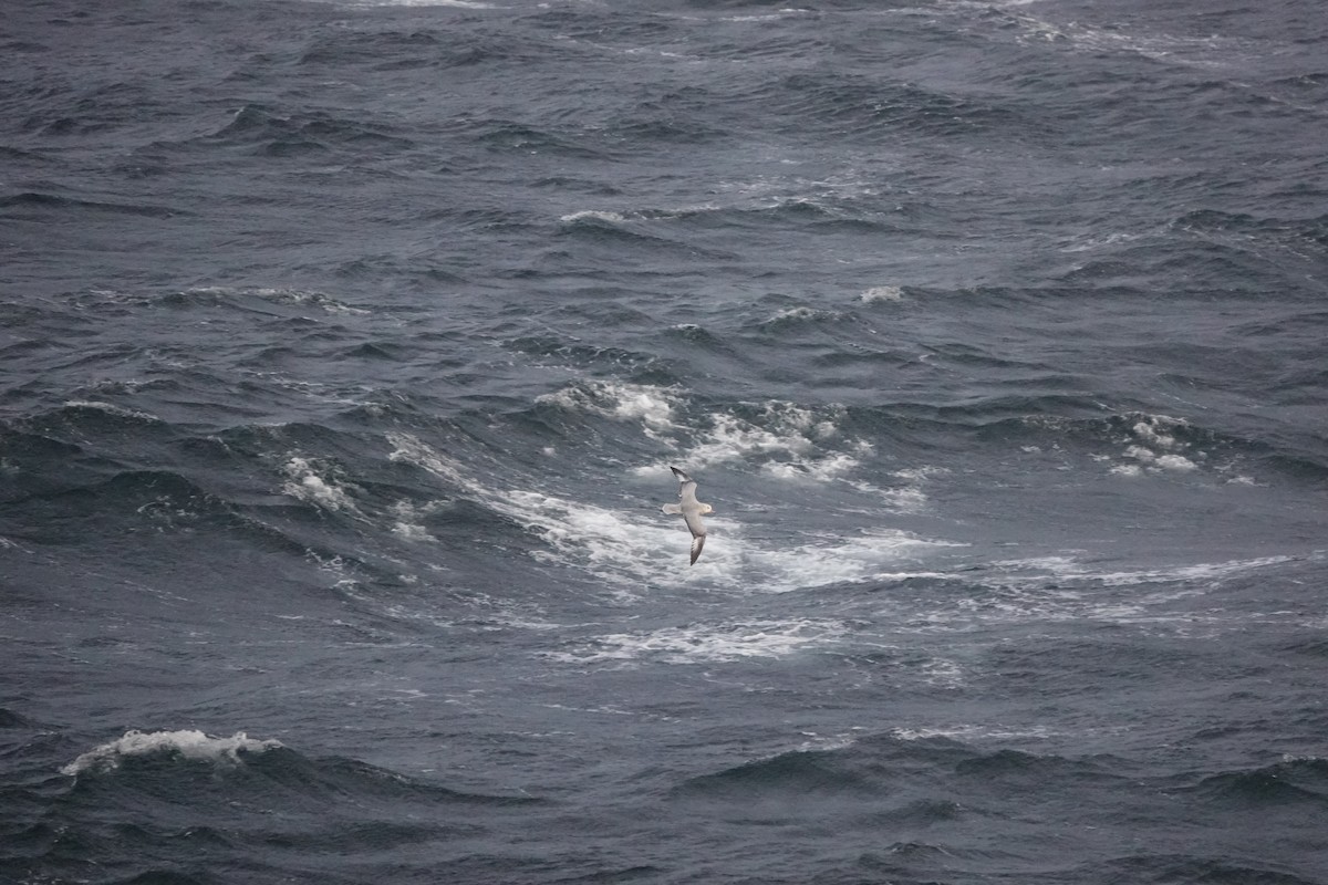 ギンフルマカモメ - ML646846668