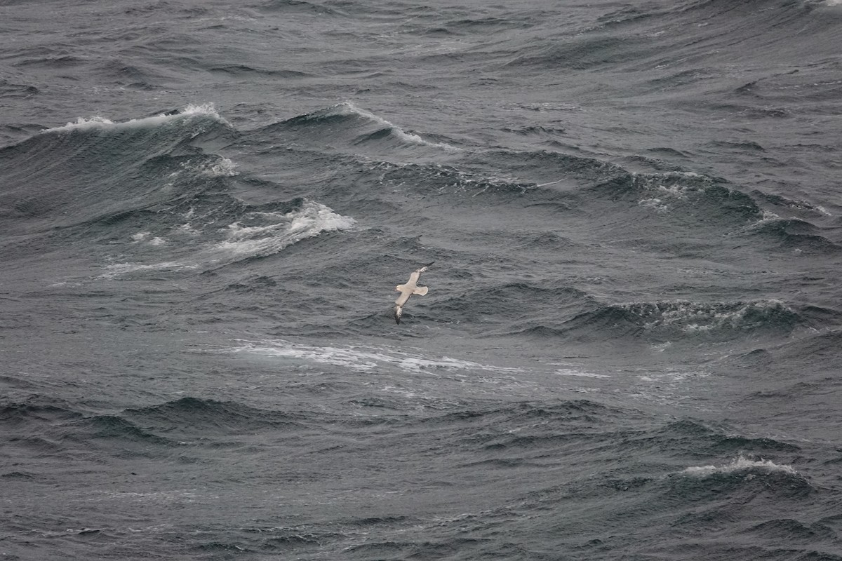 ギンフルマカモメ - ML646846669