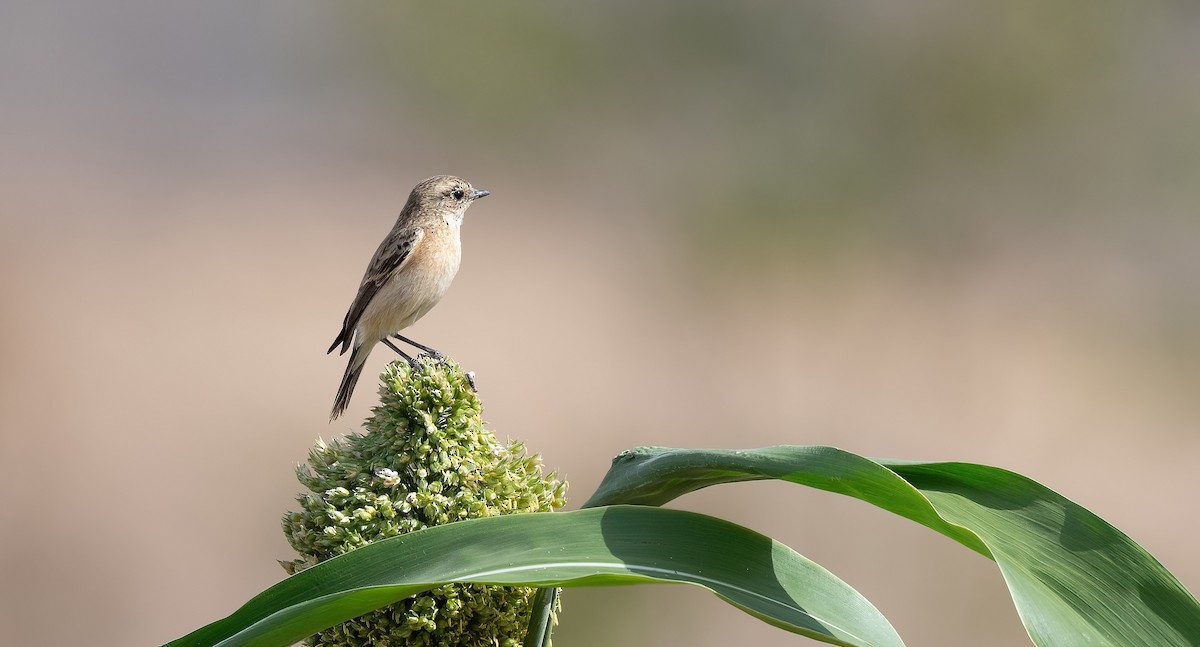 Siberian Stonechat - ML646846676