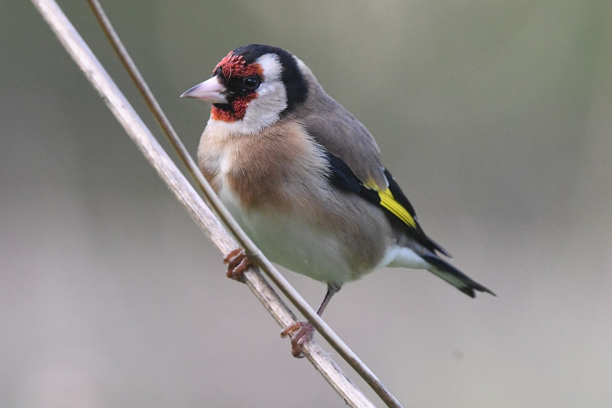 Cardellino - ML646846677