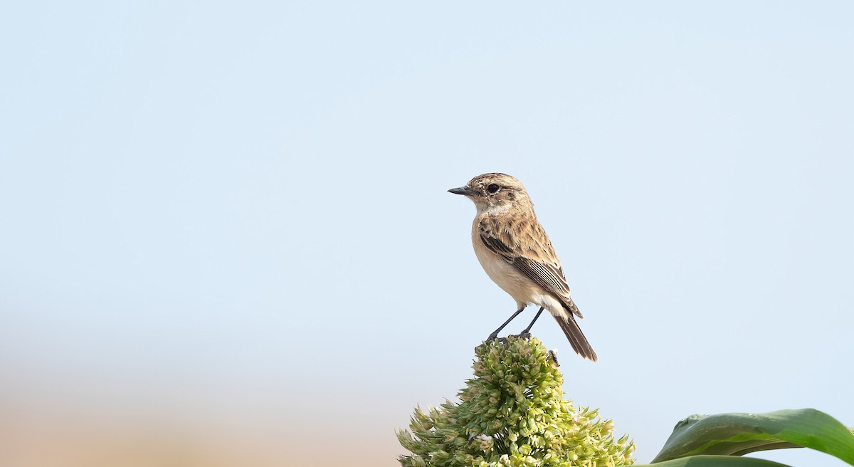 Siberian Stonechat - ML646846679