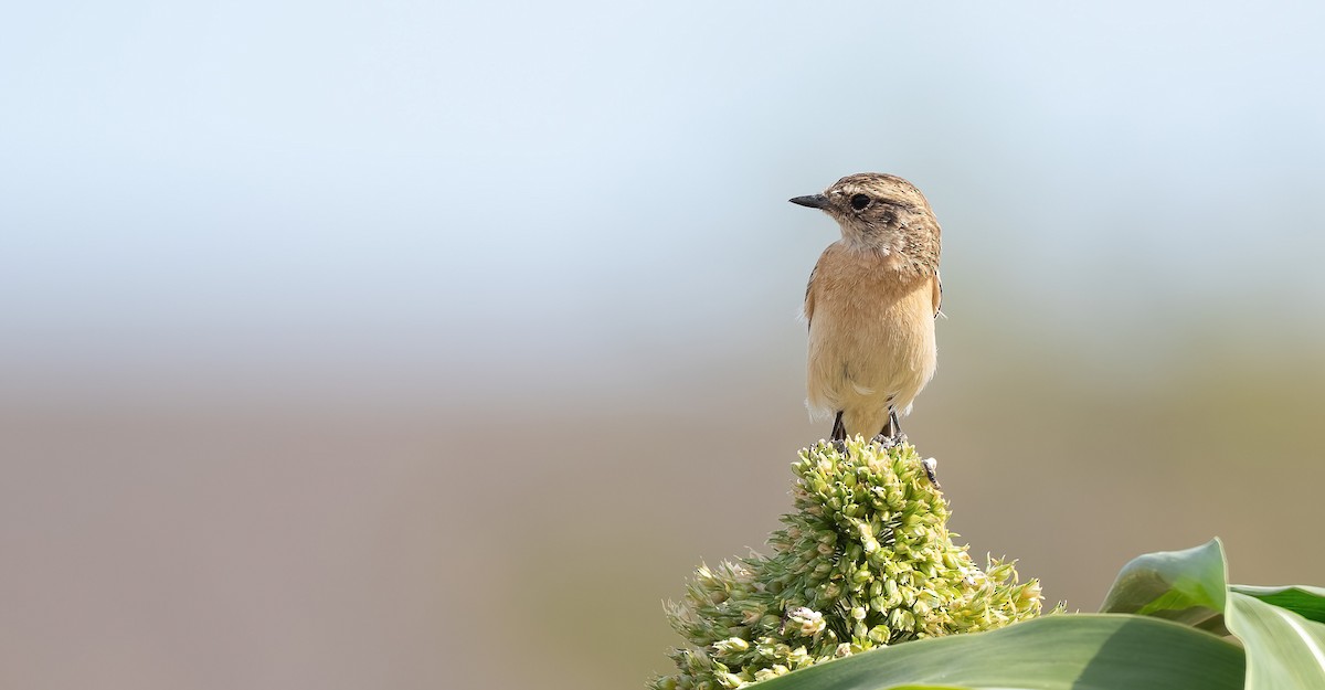 Siberian Stonechat - ML646846682