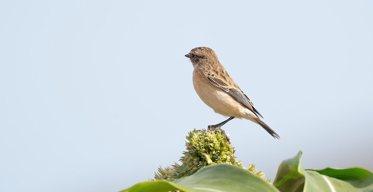 Siberian Stonechat - ML646846685